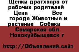 Щенки дратхаара от рабочих родителей › Цена ­ 22 000 - Все города Животные и растения » Собаки   . Самарская обл.,Новокуйбышевск г.